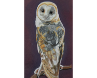 Barn Owl