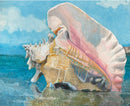 Sea Shell