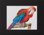 Red Parrot