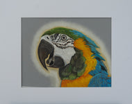 Macaw Parrot