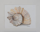 Spiral Sea Shell