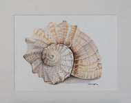 Spiral Sea Shell