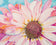 Sunburst Flower