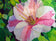 Orchid Flower